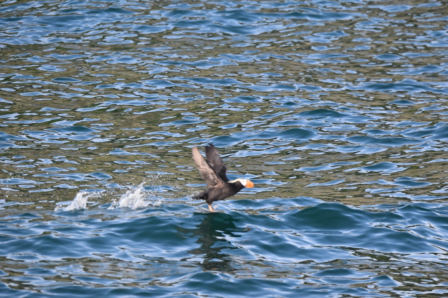 Tufted puffins dive deep in the water to get fish to eat.